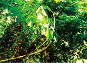 熱帶雨林里瑪瑙藤圖片