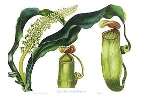 1838年，約瑟夫·帕克斯頓《植物學雜誌》（Magazine of Botany）中描繪的滴液豬籠草