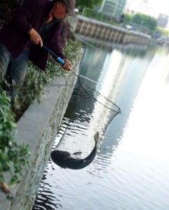 生態魚