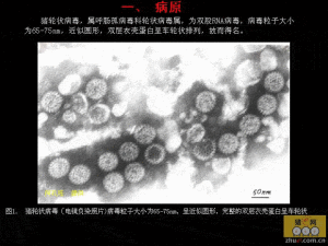 豬輪狀病毒