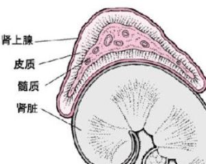 腎上腺糖皮質激素