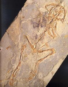 圖片2·三燕麗蟾化石