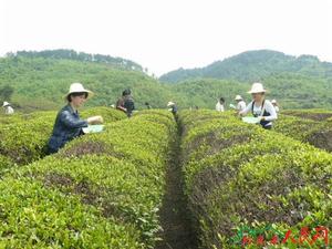 岑鞏縣天馬鎮