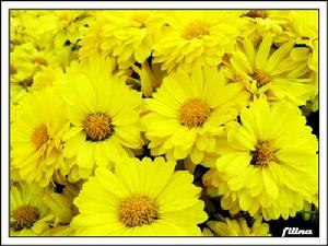 黃色的花 yellow flower