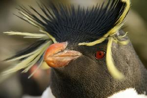 鳳頭黃眉企鵝東部亞種