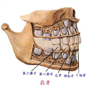 消化系統