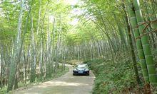 洪湖鎮西山楠竹林海