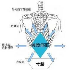 胸腰筋膜