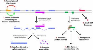 長非編碼rna