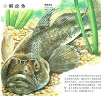 長體犬竿鰕虎魚