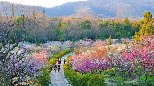 四大梅園之首——南京梅花山