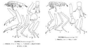 曲足慎戎