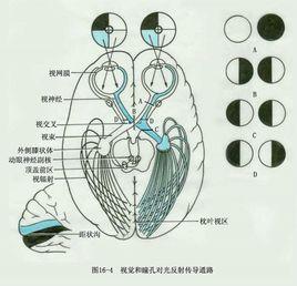 對光反射