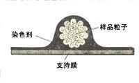 樣品製備