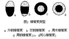 維管束痕