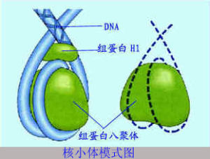 核小體