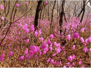 杜鵑花屬