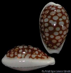 http://www.gastropods.com/3/Shell_4333.shtml