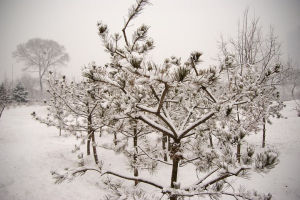 《詠雪奉呈廣平公》