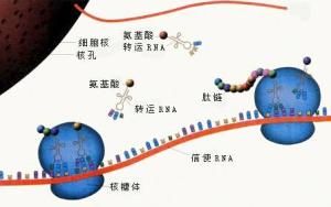 信使RNA