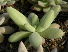 P. contrerasii