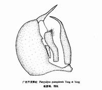 廣西平須舞虻