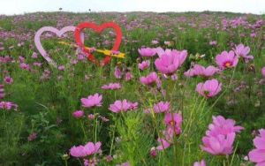 宜昌雲中花海