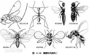 尖鞘平縫葉蜂