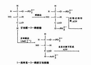 砷（Ⅲ）干擾ATP磷酸化作甩產生的過程