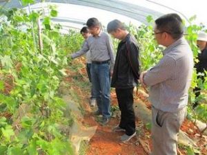 梨園村[雲南省楚雄市牟定縣蟠貓鄉梨園村]