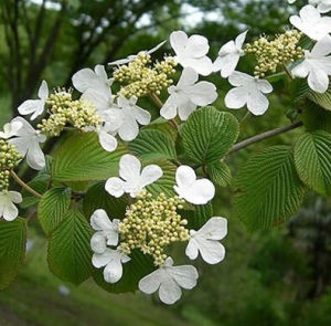 少花莢蒾