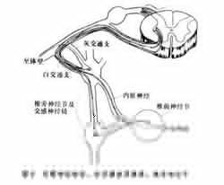 節後神經元