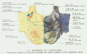 腦橋核