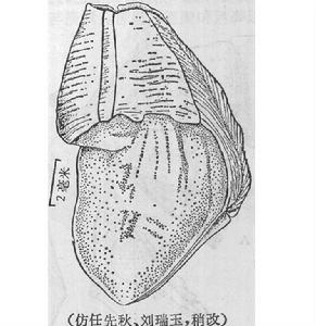 長吻藤壺描繪圖