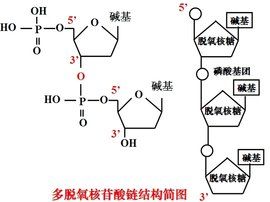 多聚酶鏈式反應