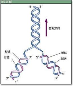 雙鏈RNA