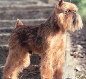 布魯塞爾格里芬犬