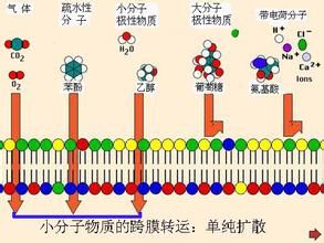 小分子物質的跨膜轉運