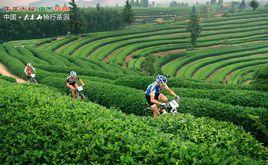 大木山騎行茶園