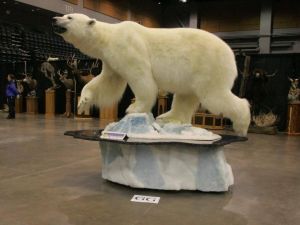 北極熊標本