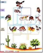 生物鏈