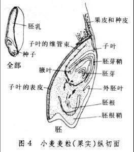 胚根鞘