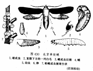 北京舉肢蛾