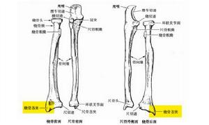 橈骨莖突