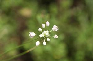 山蔥花