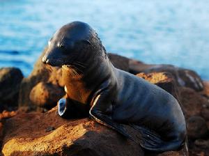 加拉帕戈斯海獅