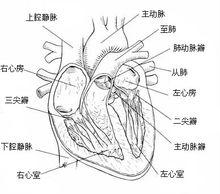 心臟構造