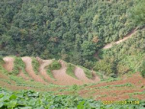 羊槽箐村[雲南富民縣永定鎮下轄村]