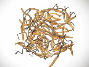 Cordyceps