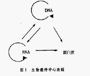 企業遺傳中心法則